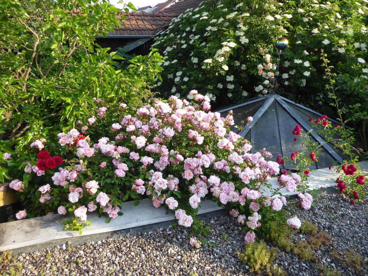 Pension Zur Rose Weil am Rhein Exteriör bild